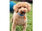 Adopt Finn a Red/Golden/Orange/Chestnut Poodle (Miniature) / Mixed dog in
