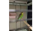 Adopt Pampero a Green Budgie / Mixed bird in Montreal, QC (34708561)