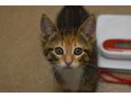 Adopt Streusel a Brown or Chocolate Domestic Shorthair / Domestic Shorthair /