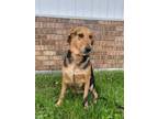 Adopt Zoey a Black German Shepherd Dog / Bluetick Coonhound / Mixed dog in