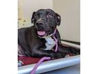 Adopt Molly a Pit Bull Terrier / Mixed dog in Pomona, CA (34708177)