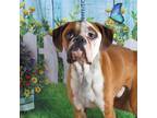 Adopt Razor a Boxer / Mixed dog in Oshkosh, WI (34708073)