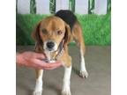 Adopt Jack a Black Beagle / Mixed dog in Oshkosh, WI (34708070)