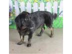 Adopt Roscoe a Brindle Basset Hound / Labrador Retriever / Mixed dog in Oshkosh
