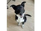 Adopt DEXTER a Black - with White Border Collie / Mixed dog in Lincoln