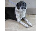 Adopt Reggie a Black Border Collie / Mixed dog in Oshkosh, WI (34708062)