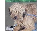 Adopt Macy a Tan/Yellow/Fawn Terrier (Unknown Type, Small) / Mixed dog in