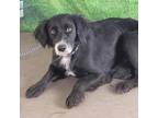 Adopt Joanie a Black Spaniel (Unknown Type) / Border Collie / Mixed dog in