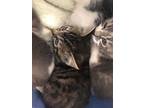 Adopt WHITNEY a Brown Tabby Domestic Shorthair / Mixed (short coat) cat in San