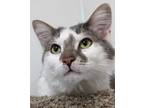 Adopt Jorge a Gray or Blue Domestic Mediumhair / Domestic Shorthair / Mixed cat