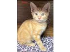 Adopt Bruno / Chrissy (M) a Spotted Tabby/Leopard Spotted Domestic Shorthair /
