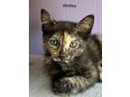 Adopt Whitley / Zieger (F) a Spotted Tabby/Leopard Spotted Domestic Shorthair /