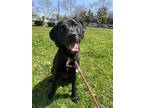 Adopt Gwen a Labrador Retriever / Mixed dog in Columbus, OH (34707845)