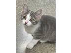 Adopt Yang(bonded to O'Malley) a Gray or Blue Domestic Shorthair / Domestic