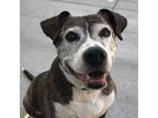 Adopt BRINDLE a Brindle - with White American Pit Bull Terrier / Mixed dog in