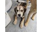 Adopt Clyde a Brown/Chocolate Border Terrier / Irish Wolfhound / Mixed dog in