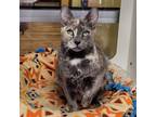Adopt Azura a Gray or Blue Domestic Shorthair / Domestic Shorthair / Mixed cat