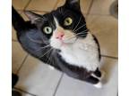 Adopt Riley a Domestic Shorthair / Mixed cat in West Vancouver, BC (34707014)
