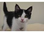 Adopt Arnold a All Black Domestic Shorthair / Domestic Shorthair / Mixed cat in