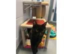 Adopt Ozzy- Kitchener a All Black Domestic Shorthair / Domestic Shorthair /