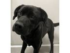 Adopt Anthony a Labrador Retriever / Mixed dog in Des Moines, IA (34707200)