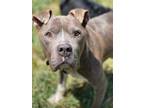 Adopt Popeye a Gray/Blue/Silver/Salt & Pepper American Pit Bull Terrier / Mixed