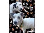 Adopt MOLLY a White Jack Russell Terrier / Mixed dog in Lincolnton