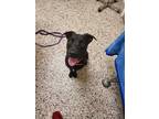 Adopt Shady a Black German Shepherd Dog / American Pit Bull Terrier / Mixed dog