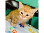 Adopt Clemson a Orange or Red Domestic Shorthair / Mixed (short coat) cat in