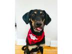 Adopt Flavia a Black - with Brown, Red, Golden, Orange or Chestnut Mixed Breed