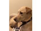 Adopt Scout a Tan/Yellow/Fawn Labrador Retriever / Mixed dog in Gainesville