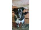 Adopt Trigger a Black Australian Cattle Dog / Border Collie / Mixed dog in