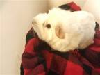 Adopt Dandy a Guinea Pig (short coat) small animal in Kenosha, WI (34705879)