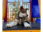 Adopt Sebastian-Kitchener a White Mixed Breed (Large) / Mixed dog in Kitchener
