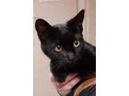 Adopt Evangeline a All Black Oriental / Domestic Shorthair / Mixed cat in