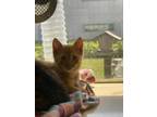 Adopt Scotch a Orange or Red Domestic Shorthair / Domestic Shorthair / Mixed cat