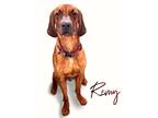 Adopt Remy a Red/Golden/Orange/Chestnut Redbone Coonhound / Mixed dog in