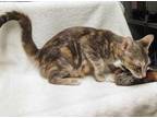 Adopt Brooke a Gray or Blue Domestic Shorthair / Domestic Shorthair / Mixed cat