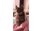 Adopt Ivy a Tan or Fawn Tabby American Shorthair / Mixed (short coat) cat in