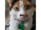 Adopt Fancy a Calico or Dilute Calico American Shorthair / Mixed (short coat)