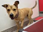 Adopt BUDDY a Tan/Yellow/Fawn German Shepherd Dog / Mixed dog in Tucson