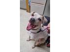 Adopt Abby a White Jack Russell Terrier / Australian Cattle Dog / Mixed dog in