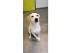 Adopt Soleil ( 2 yr 37Lb) a White - with Tan, Yellow or Fawn Beagle / Mixed dog