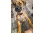 Adopt Honey a Tan/Yellow/Fawn Black Mouth Cur / Mixed dog in Houston