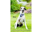 Adopt Moo a White Great Dane / Mixed dog in Cedar Rapids, IA (34704822)