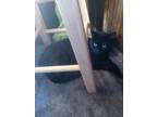 Adopt Mika a All Black Domestic Shorthair / Mixed (short coat) cat in