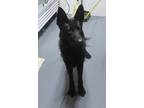 Adopt 22-05-1426 Midnight a German Shepherd Dog / Mixed dog in Dallas