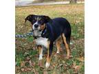 Adopt Quinn a Black Beagle / Mixed dog in Atchison, KS (34704665)