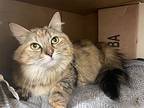 Lydia / Maslow, Maine Coon For Adoption In Bloomington, Indiana