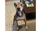 Miles, American Pit Bull Terrier For Adoption In Pittsburgh, Pennsylvania